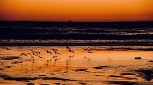 Preview wallpaper coast, birds, sea, sunset, nature