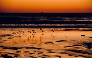 Preview wallpaper coast, birds, sea, sunset, nature