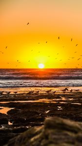 Preview wallpaper coast, birds, sea, horizon, sunset, nature