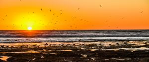 Preview wallpaper coast, birds, sea, horizon, sunset, nature