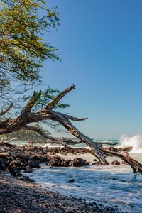 Preview wallpaper coast, branch, dry, sea, stones, nature