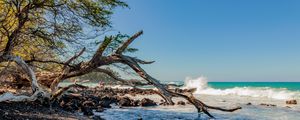 Preview wallpaper coast, branch, dry, sea, stones, nature