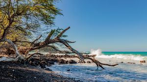 Preview wallpaper coast, branch, dry, sea, stones, nature