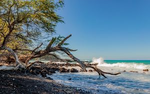 Preview wallpaper coast, branch, dry, sea, stones, nature