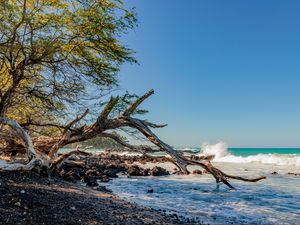 Preview wallpaper coast, branch, dry, sea, stones, nature