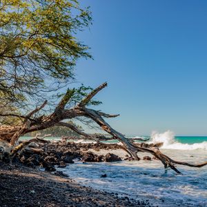 Preview wallpaper coast, branch, dry, sea, stones, nature