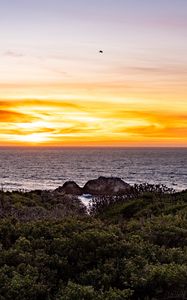 Preview wallpaper coast, bushes, sea, landscape, sunrise