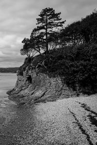 Preview wallpaper coast, bw, wood, pebbles