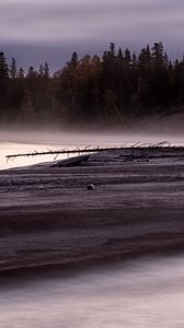 Preview wallpaper coast, forest, tree, fog, nature