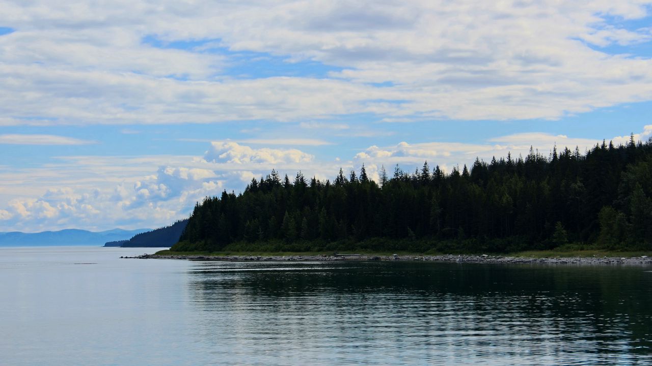Wallpaper coast, forest, trees, water, horizon