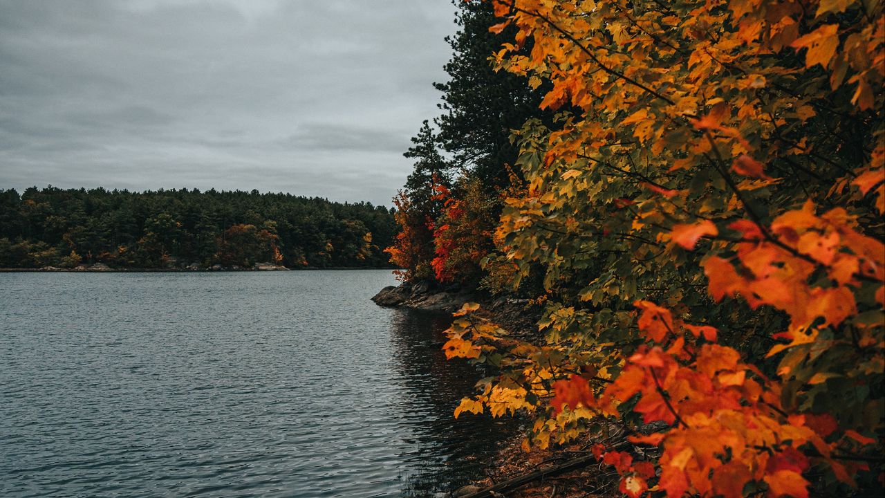 Wallpaper coast, lake, autumn, trees