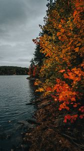 Preview wallpaper coast, lake, autumn, trees