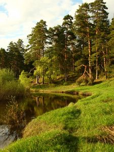 Preview wallpaper coast, lake, wood, green, summer, coniferous, midday