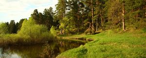 Preview wallpaper coast, lake, wood, green, summer, coniferous, midday