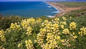 Preview wallpaper coast, ocean, mountains, flowers