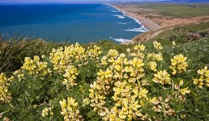 Preview wallpaper coast, ocean, mountains, flowers