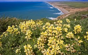 Preview wallpaper coast, ocean, mountains, flowers