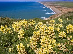 Preview wallpaper coast, ocean, mountains, flowers