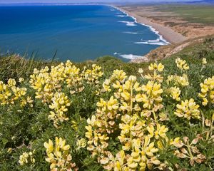 Preview wallpaper coast, ocean, mountains, flowers