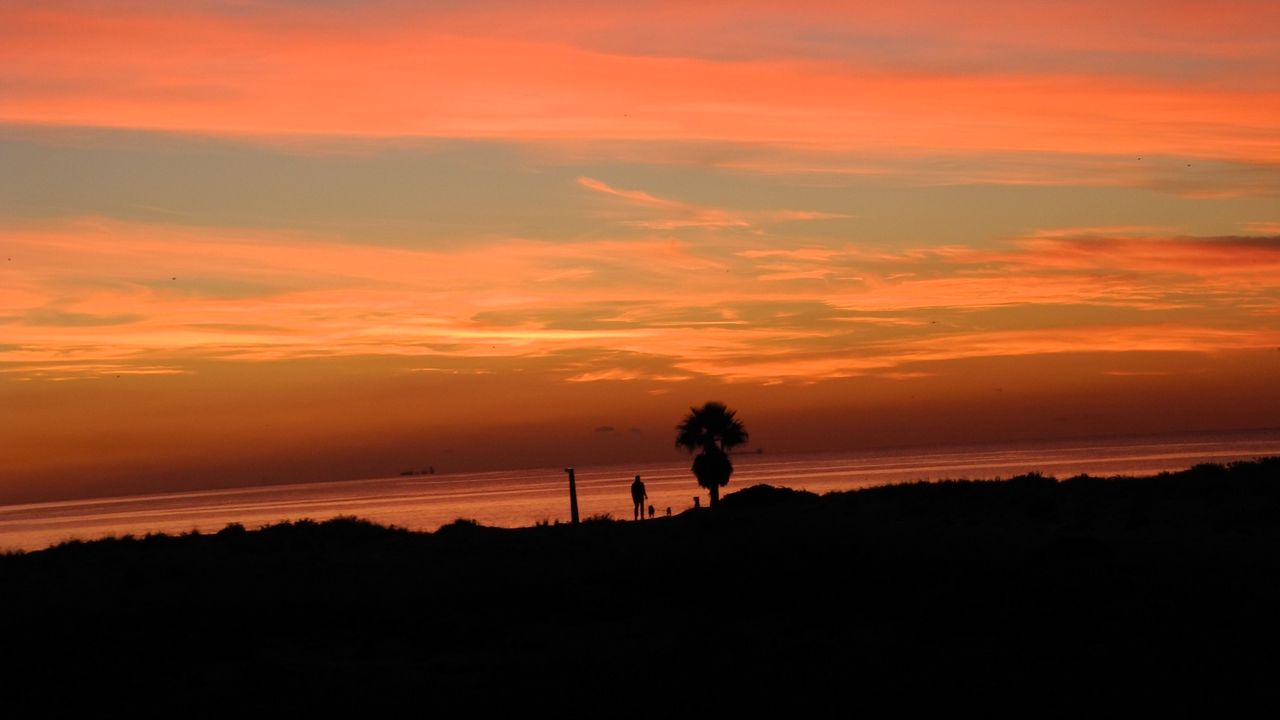 Wallpaper coast, palm, sunset, sky