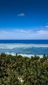 Preview wallpaper coast, palm trees, ocean, beach, tropics