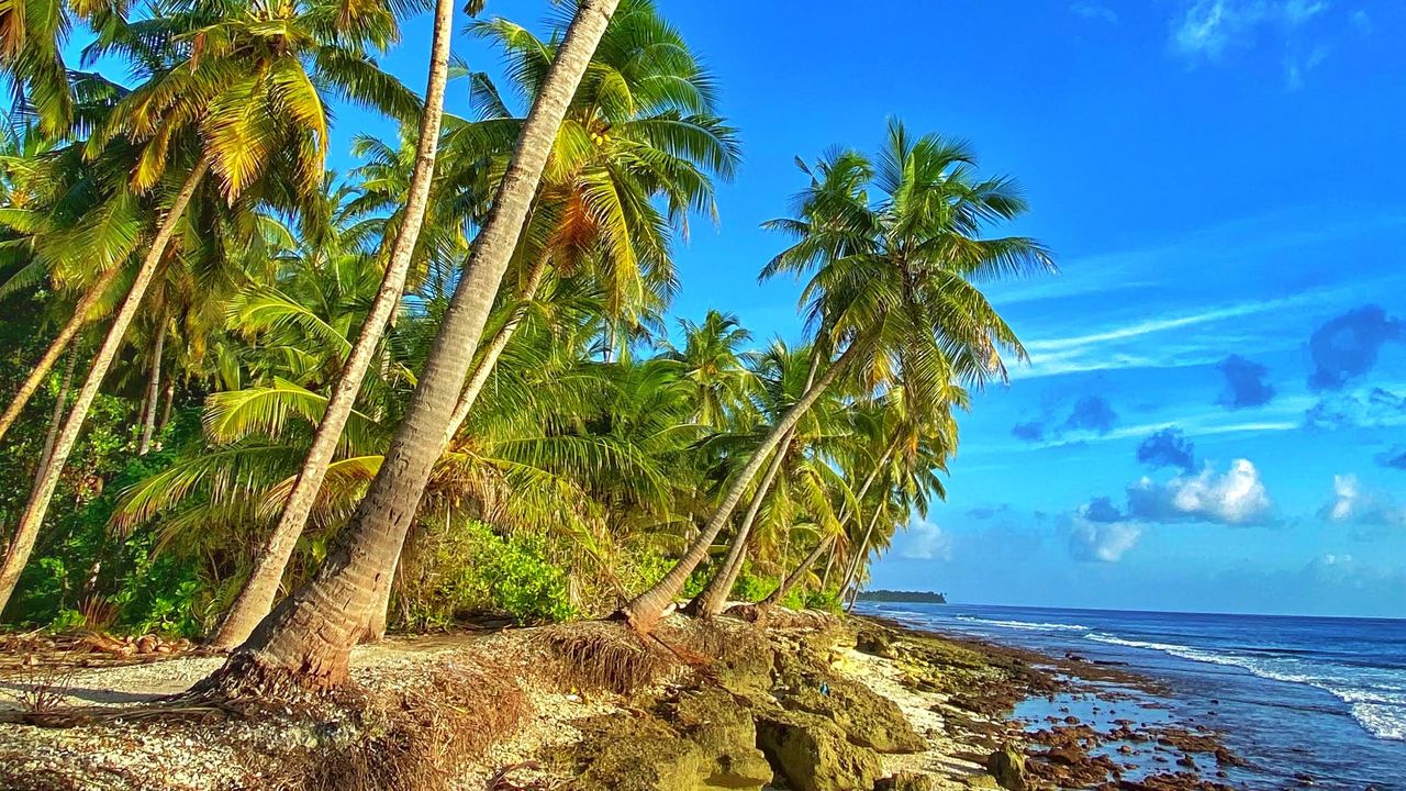 Wallpaper coast, palm trees, sea, sky