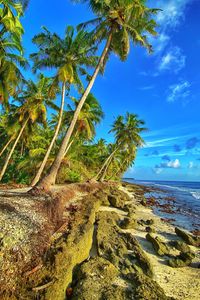 Preview wallpaper coast, palm trees, sea, sky