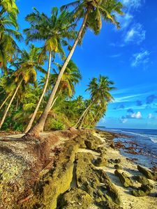 Preview wallpaper coast, palm trees, sea, sky