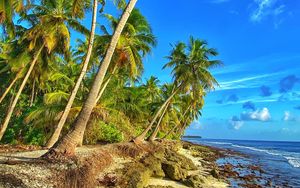 Preview wallpaper coast, palm trees, sea, sky