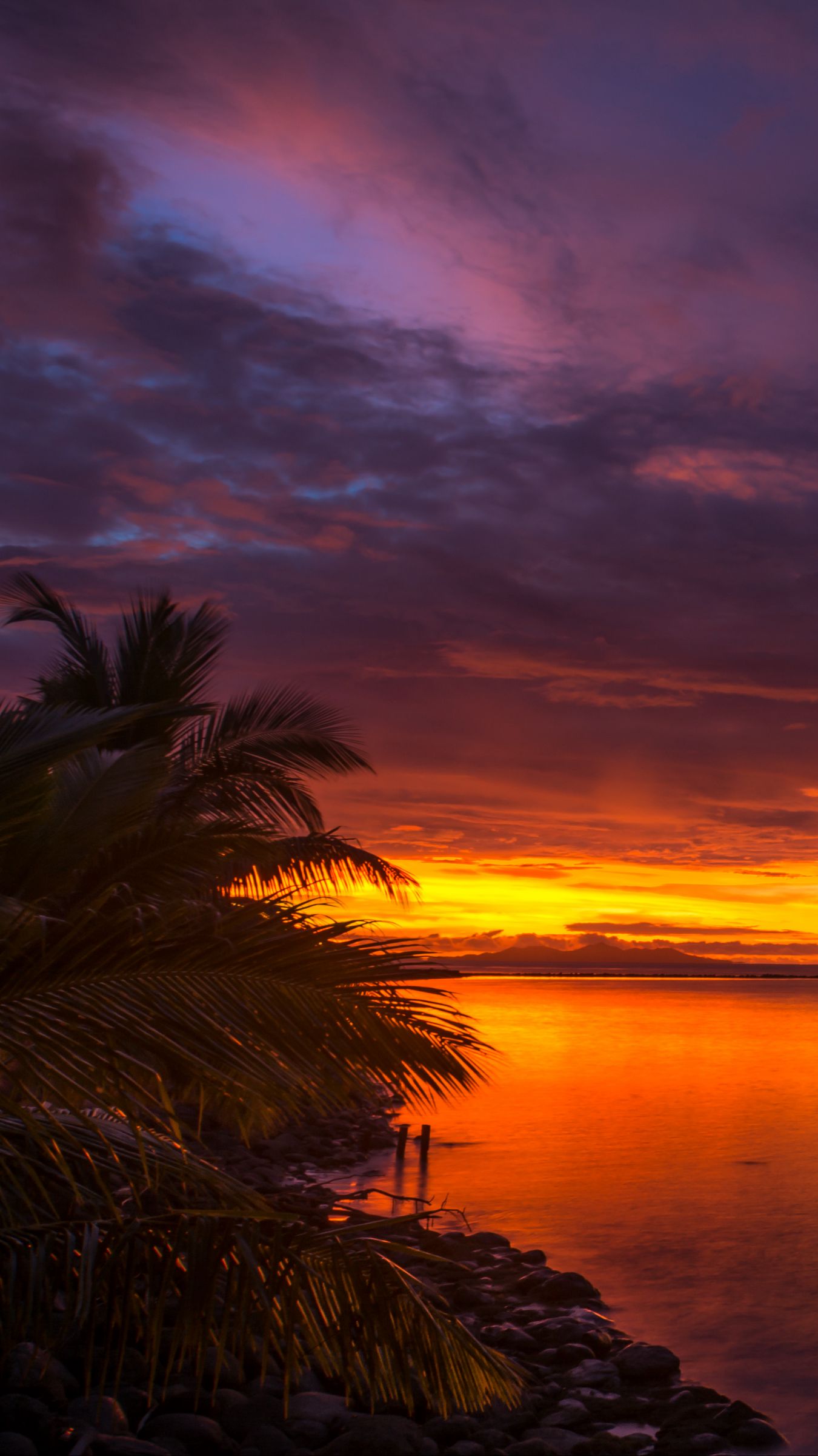 1350x2400 Wallpaper coast, palm trees, sea, sunset, dark