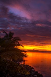 Preview wallpaper coast, palm trees, sea, sunset, dark