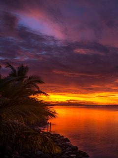 240x320 Wallpaper coast, palm trees, sea, sunset, dark