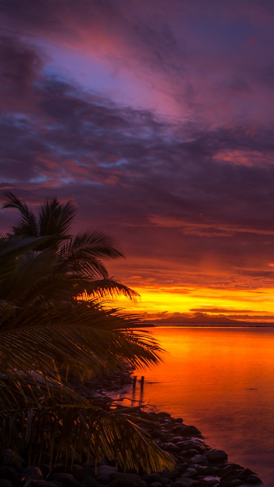 540x960 Wallpaper coast, palm trees, sea, sunset, dark