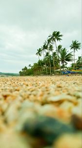 Preview wallpaper coast, pebbles, beach, palm