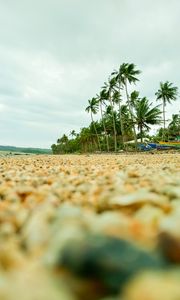 Preview wallpaper coast, pebbles, beach, palm