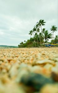 Preview wallpaper coast, pebbles, beach, palm