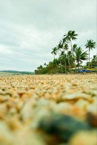 Preview wallpaper coast, pebbles, beach, palm