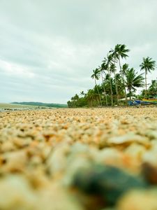 Preview wallpaper coast, pebbles, beach, palm