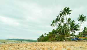 Preview wallpaper coast, pebbles, beach, palm