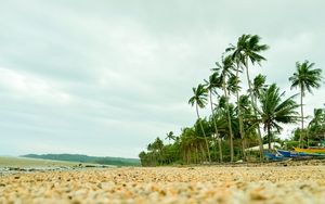 Preview wallpaper coast, pebbles, beach, palm