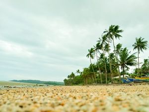 Preview wallpaper coast, pebbles, beach, palm