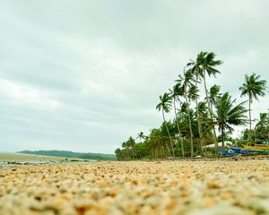 Preview wallpaper coast, pebbles, beach, palm