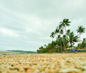 Preview wallpaper coast, pebbles, beach, palm