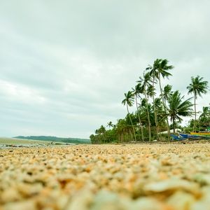 Preview wallpaper coast, pebbles, beach, palm