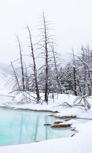 Preview wallpaper coast, river, trees, branches, snow, winter, nature