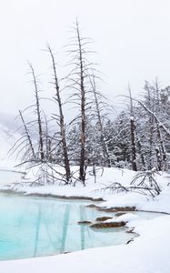 Preview wallpaper coast, river, trees, branches, snow, winter, nature