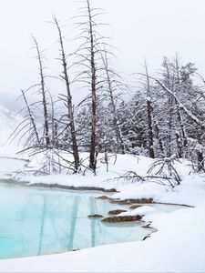 Preview wallpaper coast, river, trees, branches, snow, winter, nature