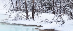 Preview wallpaper coast, river, trees, branches, snow, winter, nature