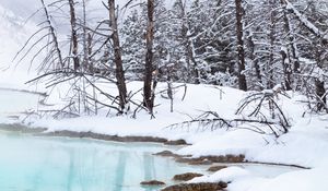 Preview wallpaper coast, river, trees, branches, snow, winter, nature