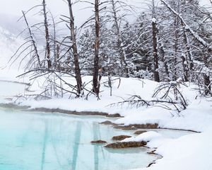 Preview wallpaper coast, river, trees, branches, snow, winter, nature